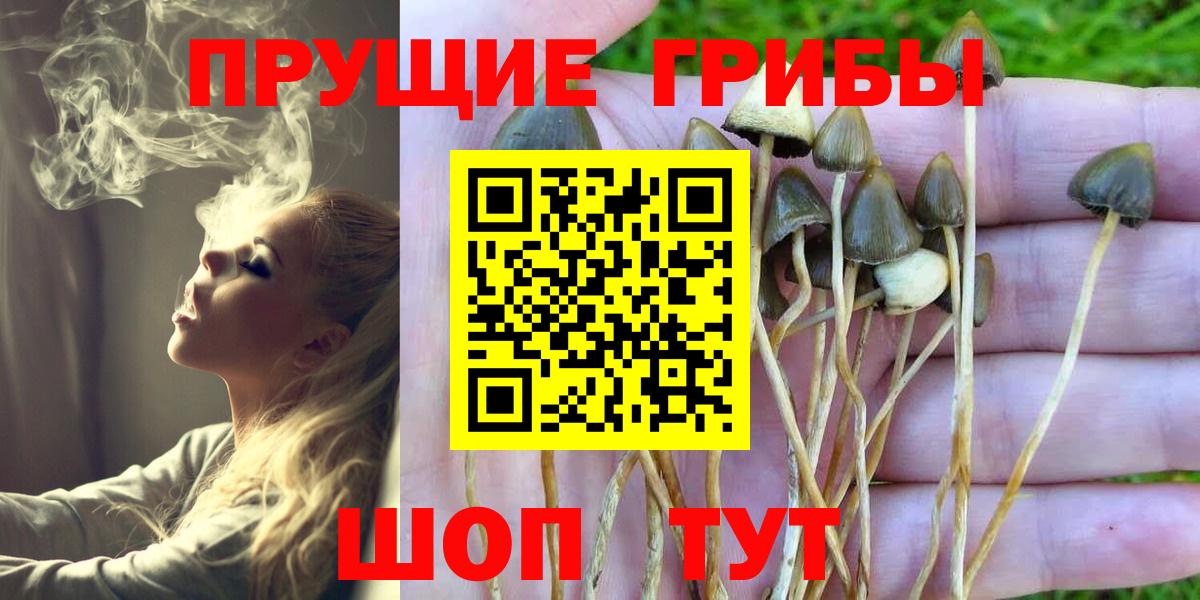 Галлюциногенные грибы Psilocybine cubensis Майский